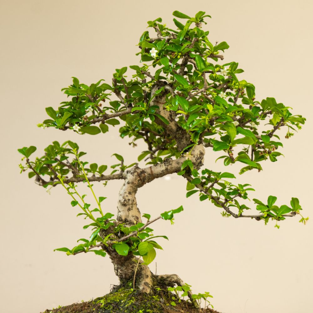 3er-Set Schwarze Bonsai-Schaufeln – Handwerkzeuge Für Garten, Umtopfen & Pflege