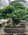 Ficus Nr.28
