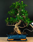 Ficus startsett