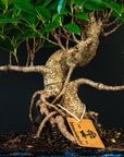 Ficus startsett