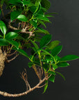 Ficus startsett