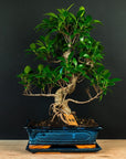 Ficus startsett