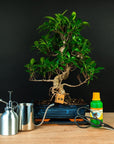 Ficus Starterset