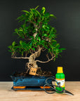 Ficus startsett