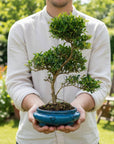 ILEX Spiral