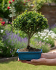 ILEX tama