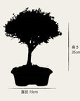 Test bonsai