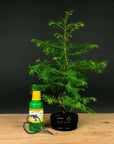 Metasequoia Starterset