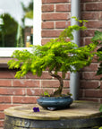 Metasequoia Spirale