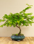 Metasequoia Spirale