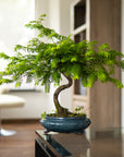 Metasequoia Spirale