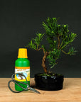 Podocarpus Starterset