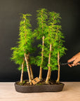 Pseudolarix Forest XL Nr.21