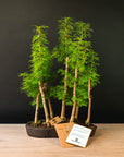 Pseudolarix Forest XL Nr.21