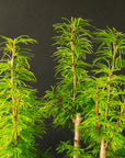 Pseudolarix Forest XL Nr.21