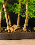 Pseudolarix Forest XL Nr.21