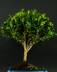 ILEX tama