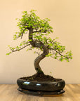 Zelkova Dai