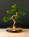 Zelkova Sensei