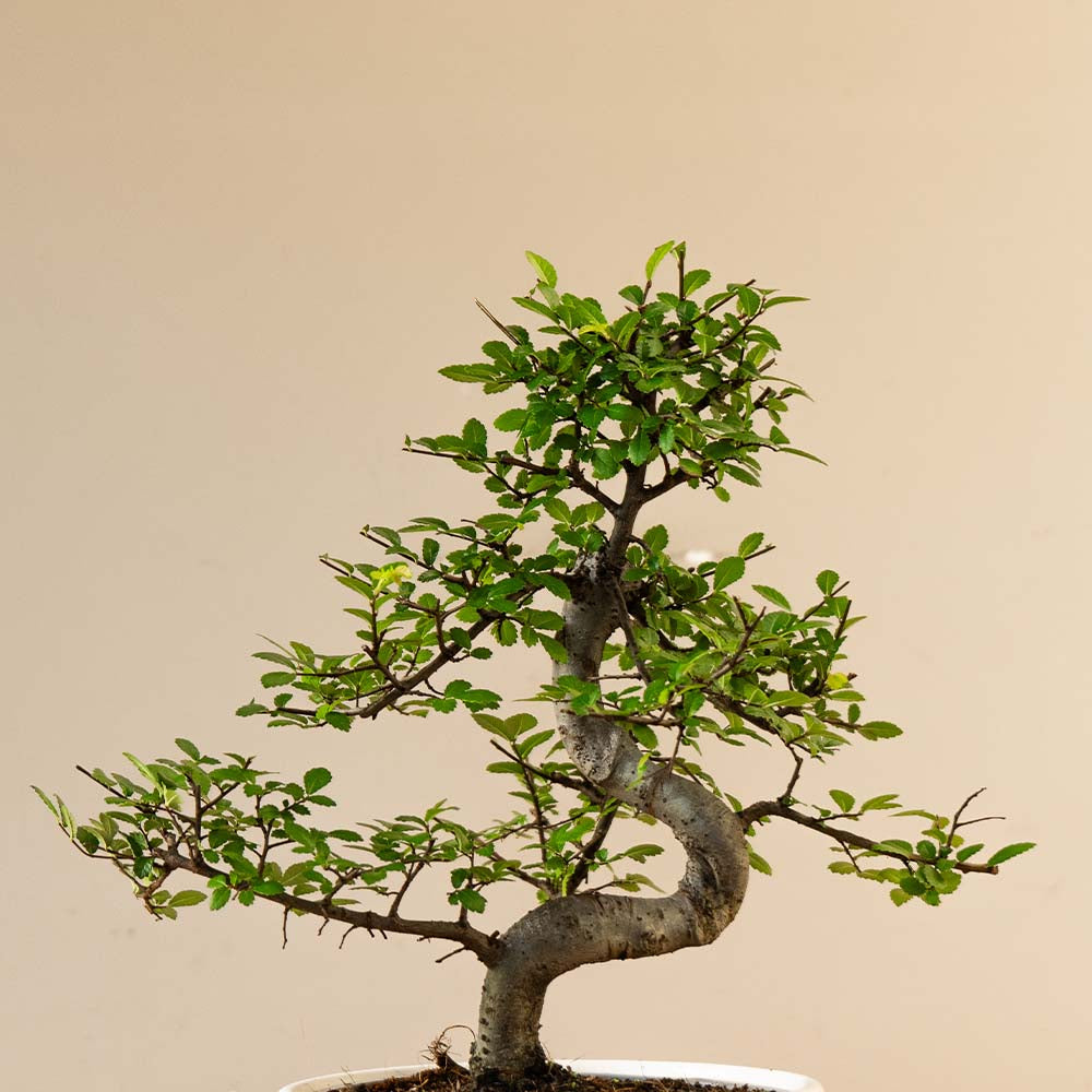 Bonsai boom Zelkova Marui bonsaiwonder®