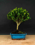 Test bonsai