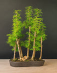 Pseudolarix Forest XL Nr.21