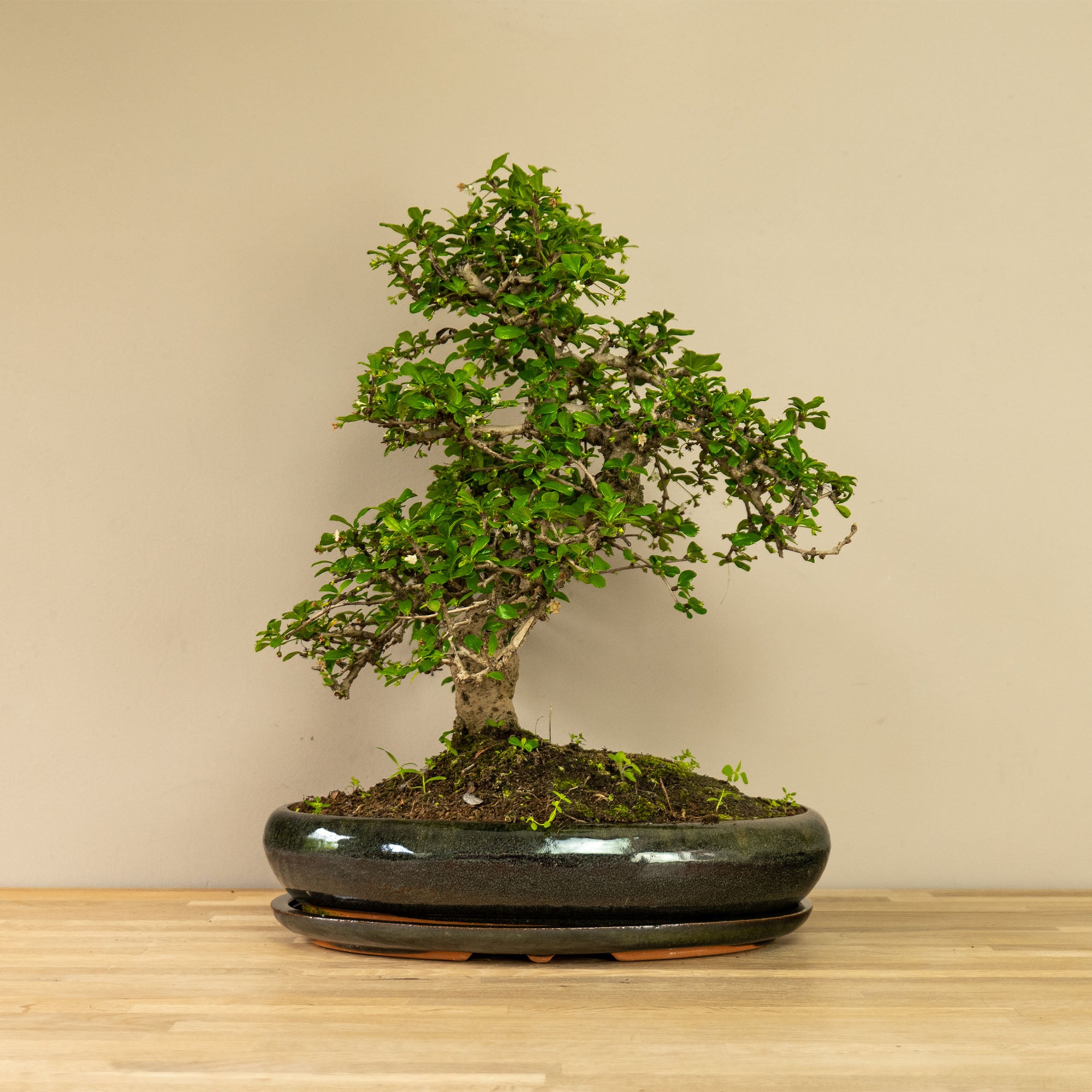 Carmona - binnen bonsai - pot 39