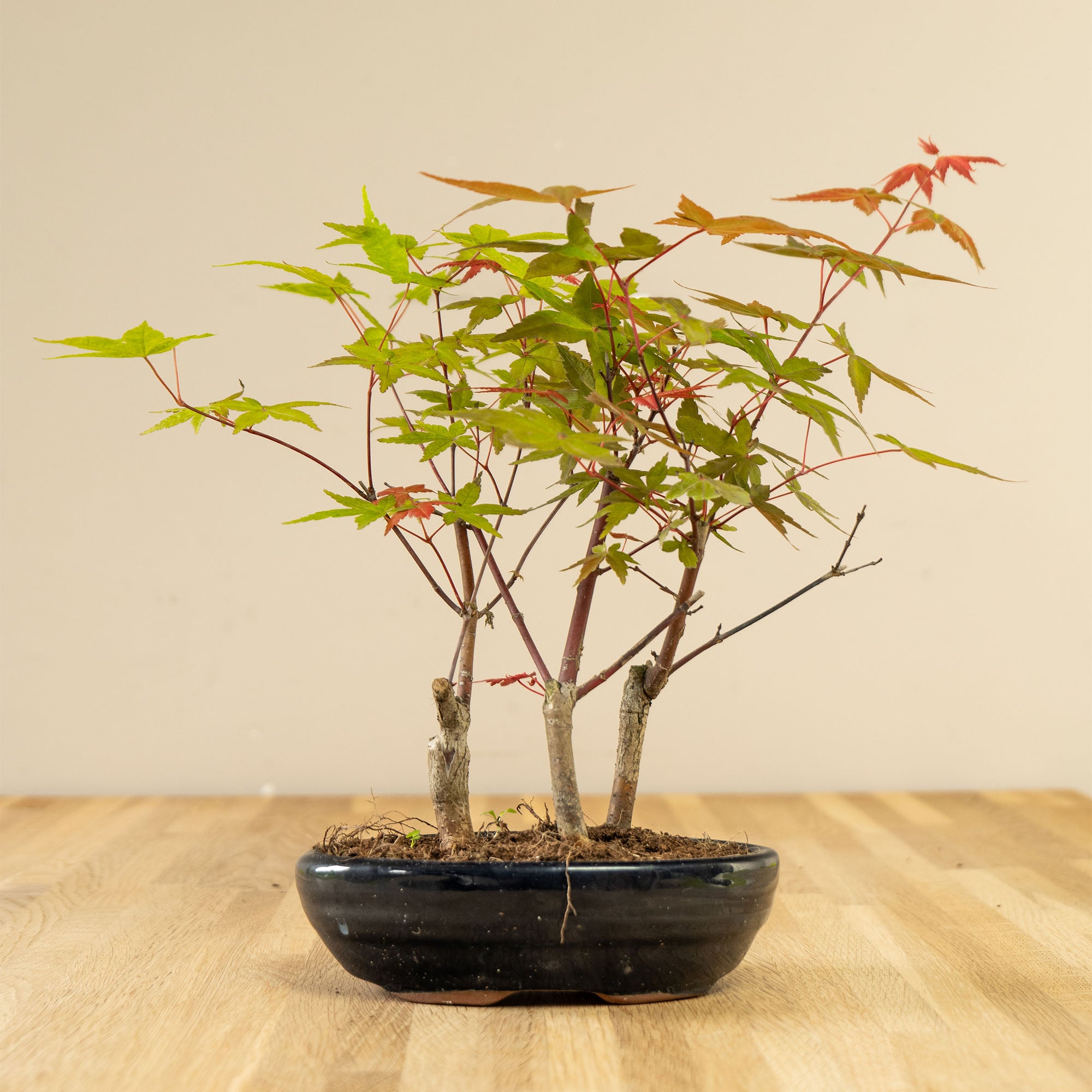 Acer Forrest - Esdoorn buiten bonsai 