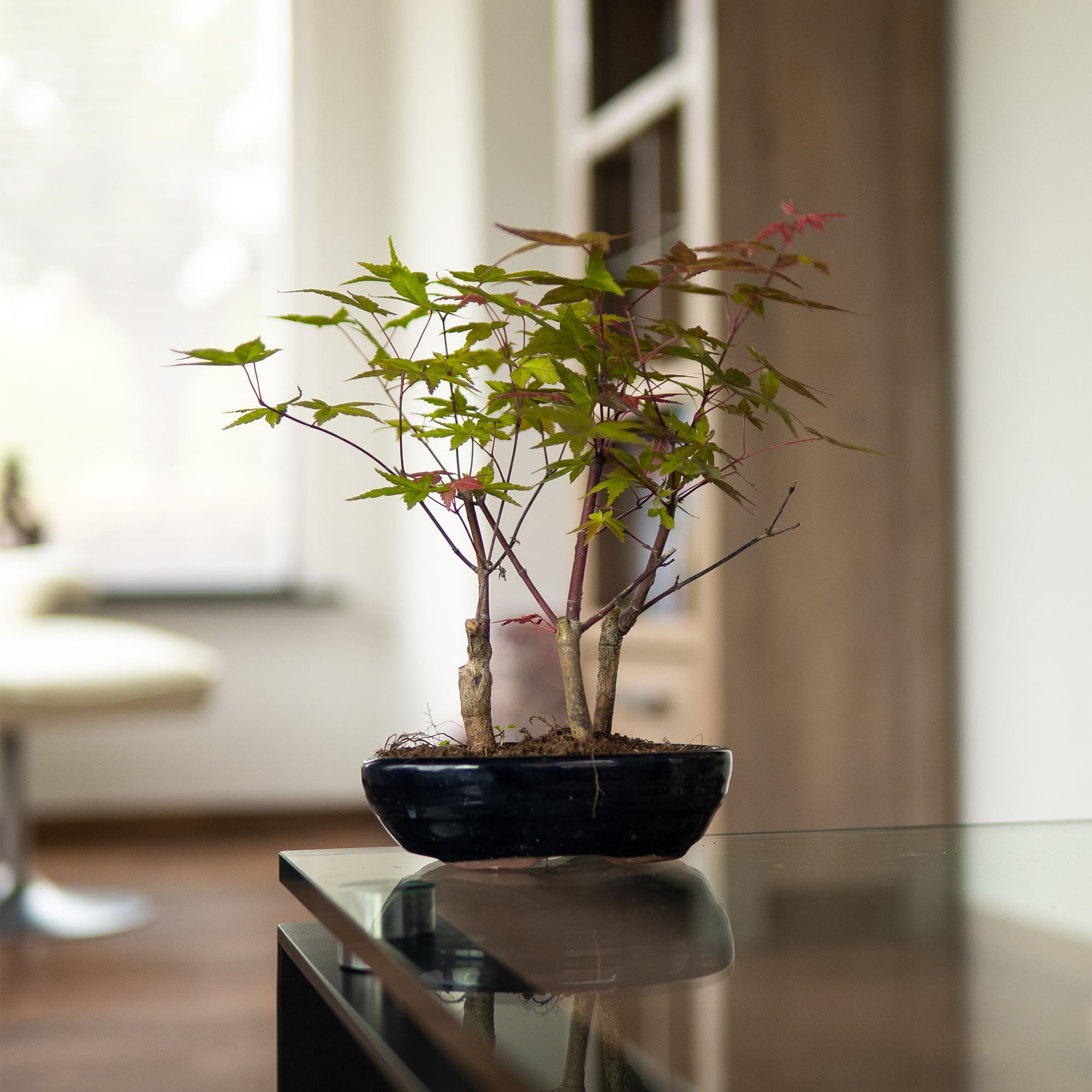 Acer Forrest - Esdoorn buiten bonsai - sfeerfoto