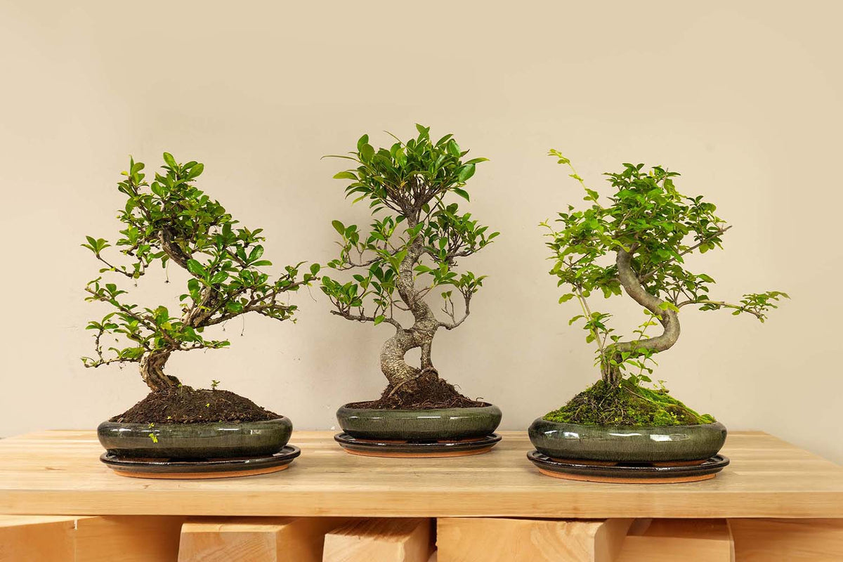 Bonsaiwonder Bonsai boompjes en bonsaiwonder®