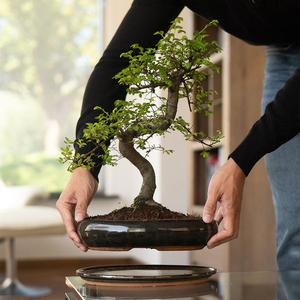 Bonsaiwonder | Bonsai boompjes en verzorgingstips – bonsaiwonder®