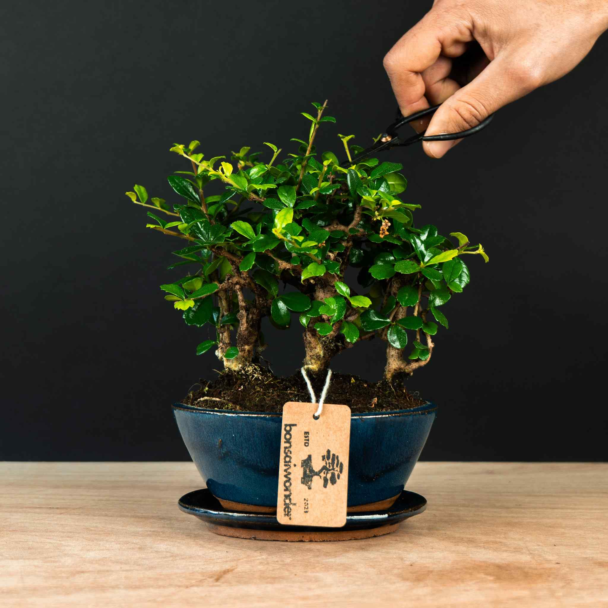 BLACKTRADMAN'S BONSAI 2枚セット The BONSAI栽培セット - 聖新陶芸株式会社｜栽培キットの企画・製造・販売