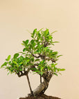 Ficus Dai Shikaku
