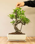 Ficus Dai Shikaku