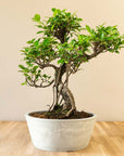 Ficus Ooki nach Maru