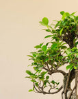 Ficus Ooki nach Maru