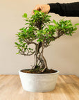 Ficus Ooki nach Maru