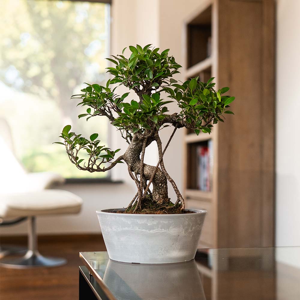 Ficus Ooki nach Maru