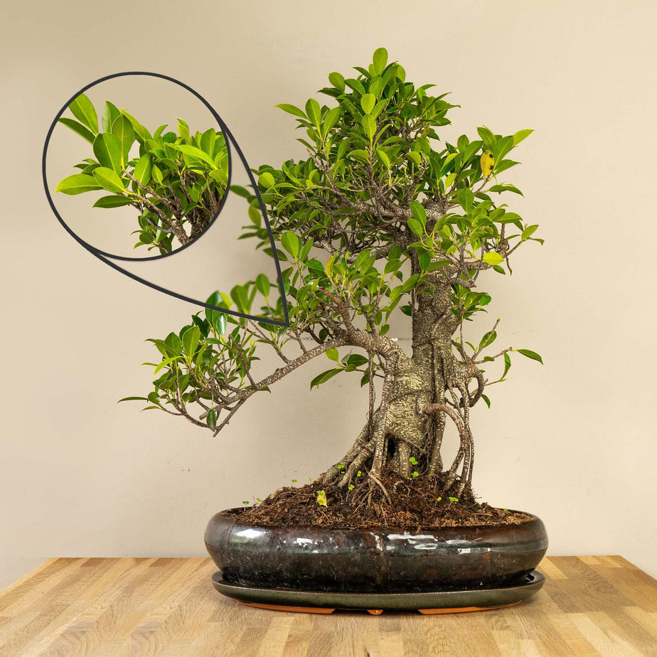 Ficus (Retusa/Ginseng) Bonsai bonsaiwonder®