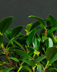 Ficus Kani