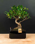 Ficus Kani