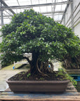 Ficus Nr.28