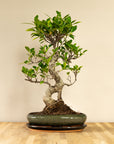 Ficus Dakou Suru