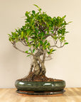 Ficus Ani