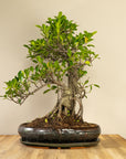 Ficus Furui