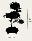 ILEX Spiral