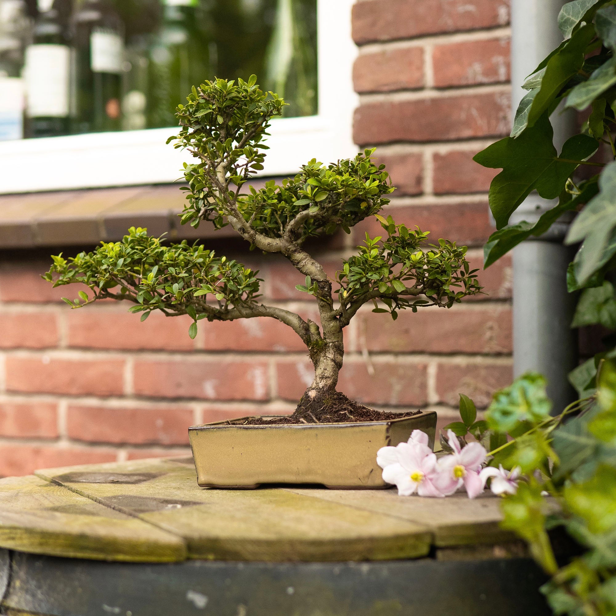 ILEX - buiten bonsaiboom - staat buiten