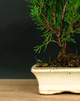 Juniperus Sono