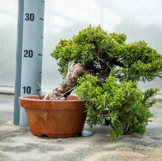 Juniperus Chinesis Itoigawa Nr.10