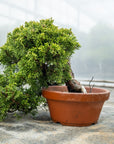 Juniperus Chinesis Itoigawa Nr.10